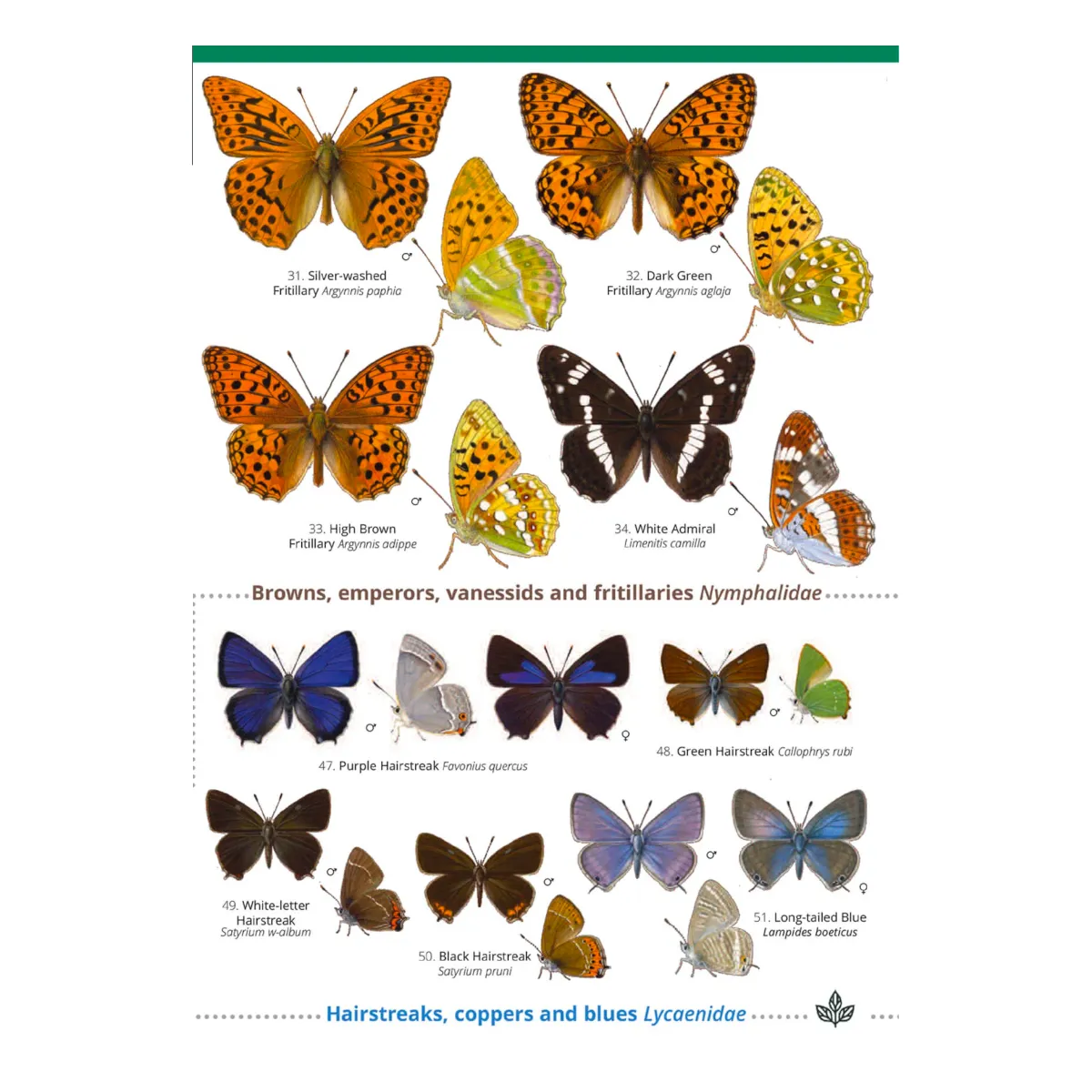 Butterflies of British Isles and Ireland Guide