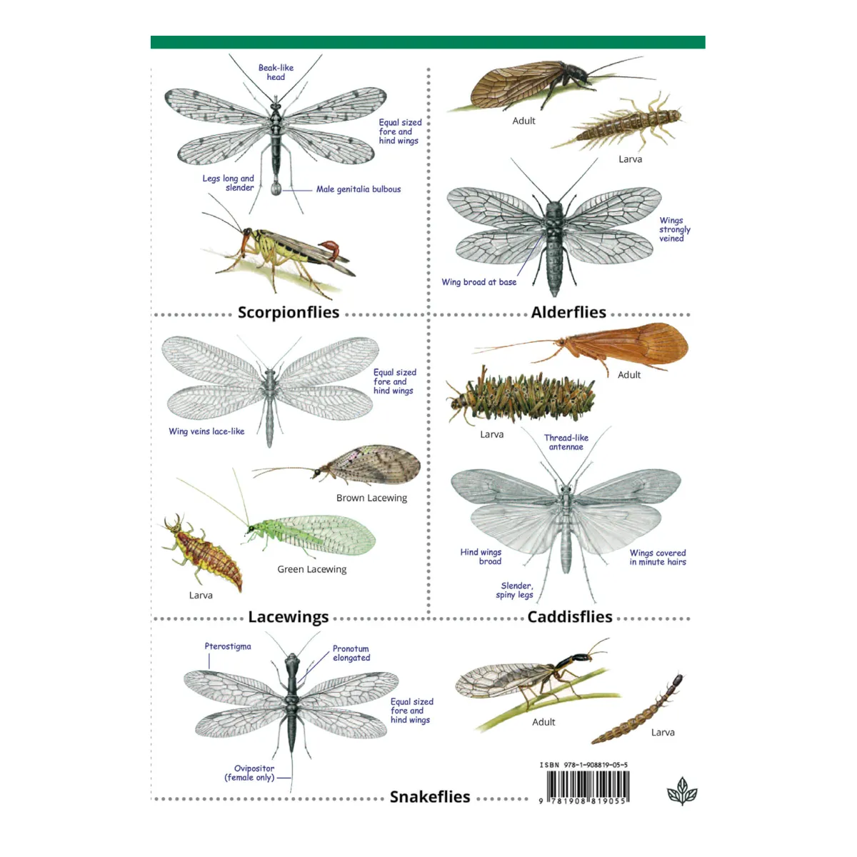 Insects of the British Isles Guide