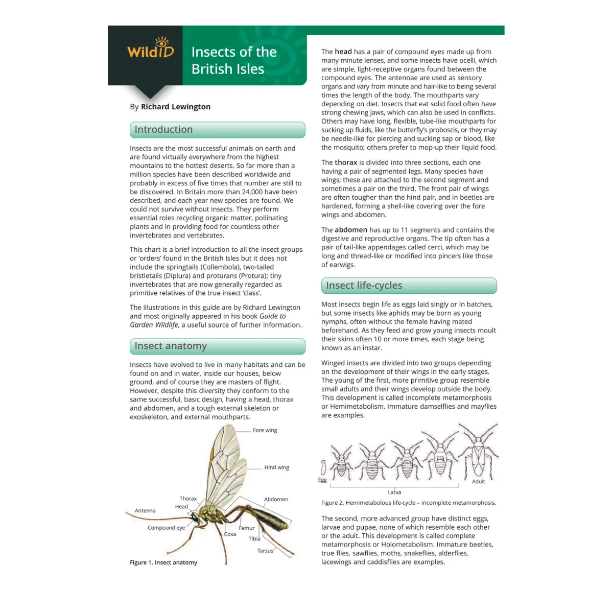 Insects of the British Isles Guide